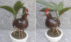 Chiêm ngưỡng loại bonsai  "độc nhất vô nhị " là thú chơi  "tốn kém " nhưng đầy mê hoặc với giới yêu cây
