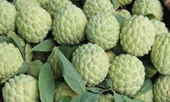 Thứ cực độc bên trong quả na nhưng không phải ai cũng biết để tránh!