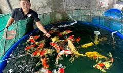 Bị bạn bè chê  "tầm nhìn hạn hẹp ", kỹ sư Cần Thơ lặng lẽ xây  "đế chế " cá Koi thu 200 triệu/năm