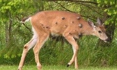 Những con hươu thân mọc chi chít khối u đen sì  gieo rắc nỗi sợ hãi ở Mỹ