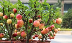  "Hô biến " loại cây ăn quả rẻ tiền thành  "bonsai đắt giá ", giới yêu cây mê đắm vì vẻ đẹp  "lạ "