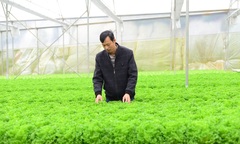 Bỏ nghề  "sắt thép " đi trồng rau  "thủy tinh ", người đàn ông khiến cả Đà Lạt ngỡ ngàng với khối tài sản kếch xù
