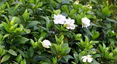Loại cây mọc đầy ở khe suối không ai thèm ngó, nay lột xác thành  "bonsai hiếm ", giới yêu cây thi nhau săn tìm