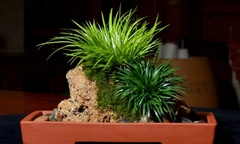Chiêm ngưỡng những loại bonsai  "lên đời " từ cỏ dại, cho vào chậu đẹp mê ly, có loại giá lên tới tiền triệu