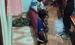 Clip: Bắt sống rắn hổ mang chúa nặng 8kg ẩn nấp trong phòng ngủ nhà dân