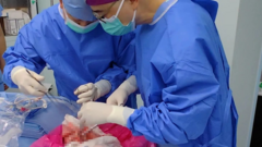 Lần đầu cấy ghép thành công phổi lợn vào cơ thể người
