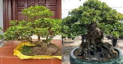 Loại cây hoa thơm phức nay lên chậu thành  "bonsai độc đáo " giá  "trên trời " vẫn được nhiều người tìm mua