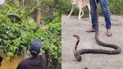 Clip: Rắn hổ mang  "khổng lồ " nổi điên tấn công, suýt mổ trúng nhân viên kiểm lâm, cả làng hoảng sợ