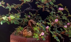 Từ cỏ dại bị ghẻ lạnh, loài cây này  "đổi đời " thành bonsai đắt tiền, giới yêu cây thi nhau săn tìm