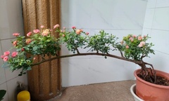  "Sốt " rần rần với loài hồng bonsai đẹp mê mẩn, ai nhìn cũng muốn sở hữu