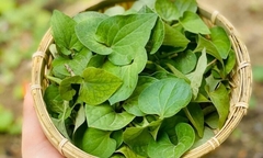 Ăn rau diếp cá có hết rối loạn cương dương không?