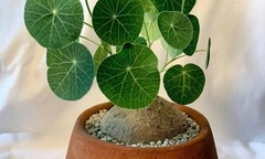 Loại cây từ  "núi hoang " được đưa về nhà thành bonsai độc lạ, siêu hút mắt