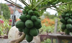 Loại cây ăn quả mọc nhiều ở quê  "lên đời " thành bonsai vừa đẹp vừa sang, giá cả triệu đồng một chậu