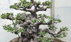 Mãn nhãn với loại cây mọc dại nay lên đời thành  "bonsai độc lạ ", có tiền chưa chắc mua được