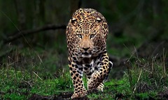 Đi lấy sữa gần trang trại, bé gái 10 tuổi bị báo tấn công, kéo vào cánh đồng mía, tử vong thương tâm