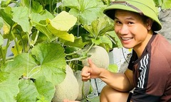 Từ bỏ mức lương  "khủng ", kỹ sư Hải Phòng về làm nông dân và cái kết bất ngờ