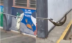 Clip:  Cá sấu dài 1,2 m bất ngờ  "đột nhập " trường trung học