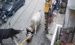 Đang đi bộ trên phố, người đàn ông bị con bò hung dữ tấn công, nhấc lên không trung rồi quật xuống đất