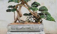Ngắm nhìn các  "quái cây " bonsai với dáng thế độc, lạ tuổi đời trăm năm giá hàng tỷ đồng