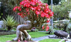 Loại cây mọc đầy ở cổng nhà nay lên chậu thành bonsai đẹp lạ, giá hàng triệu đồng