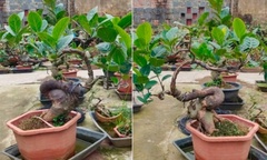  "Hô biến " cây ăn quả quen thuộc thành bonsai đắt giá, có cây giá 800 triệu đồng