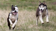 Chó lai Husky - Pitbull nhà nuôi bất ngờ  "nổi điên ", bé trai 1 tuần tuổi bị cắn tử vong thương tâm ở Mỹ