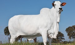 Con bò đắt nhất thế giới trị giá 105 tỷ đồng, có bác sĩ thú y và vệ sĩ chăm sóc riêng