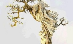 Chiêm ngưỡng loạt bonsai bám đá đầy nghệ thuật,  "hút hồn " giới mê cây