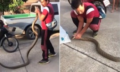 Clip: Bắt sống rắn hổ mang chúa  "khủng " dài 5m ăn thịt đồng loại,  "đột nhập " nhà dân