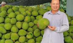 Hé lộ bí quyết  "có một không hai " của tỷ phú sầu riêng Cần Thơ: Không phải Ri6 hay Musang King, đây mới là  "gà đẻ trứng vàng "
