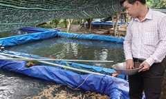 Bỏ nuôi cá thịt thua lỗ, 9X chuyển sang nuôi thứ cá bé tí hon, mỗi năm đếm tiền mỏi tay
