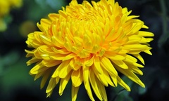 Ý nghĩa của hoa cúc vàng