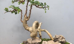  "Phát sốt " với cây bonsai dáng lùn đẹp mắt, hớp hồn giới mê cây cảnh