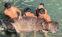 Cận cảnh cá mú khổng lồ dài hơn 2 mét, nặng 150kg, 7 người khiêng mới xuể