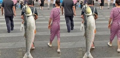 Con cá 79kg được trả 3,7 triệu đồng, người đàn ông  "lắc đầu " không bán