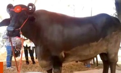 Con trâu giống quý giá hơn 69 tỷ đồng, tắm bằng dầu cải, uống sữa mỗi ngày