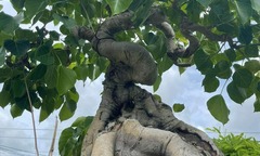 Loại cây trồng nhiều ở chùa nay thành bonsai độc đáo, có cây giá 2 tỷ đồng