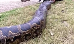 Clip: Bắt sống con trăn  "khủng " ẩn mình dưới gầm ô tô của người dân