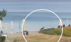 Bé gái 5 tuổi bị sói tấn công tại khu nghỉ dưỡng