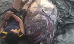 Clip: Hai ngư dân may mắn bắt được cá mú khổng lồ nặng 141 kg trên biển