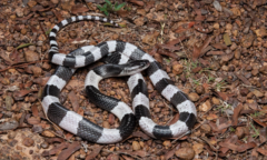 Người đàn ông nguy kịch sau khi cắn chết con rắn độc trong lúc say rượu