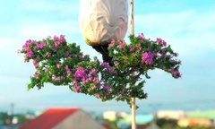 Chiêm ngưỡng tuyệt tác  "bonsai mọc ngược " thu hút sự chú ý