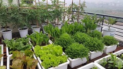 Những loại rau phù hợp trồng trong thùng xốp