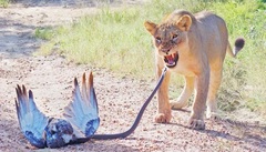 Đại bàng quyết đấu rắn mamba đen, sư tử bất ngờ chen ngang với cái kết khó tin