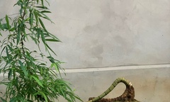 Hô biến cây tre làng thành  "bonsai vạn người mê ", có cây giá hàng trăm triệu đồng phải sắp hàng chờ mua
