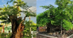 Hô biến loại cây ăn quả tuổi thơ thành bonsai  "khủng ", có chậu định giá 1,5 tỷ đồng