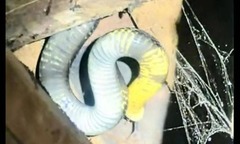 Phát hiện rắn hổ mang chúa dài 3,5m, nặng 7kg  "đột nhập " nhà, vợ chồng run sợ không dám ngủ