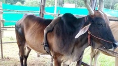 Độc lạ con bò có chân mọc trên lưng, được trả giá gần 1 tỷ nhưng chủ quyết không bán
