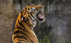 Đang chăn thả gia súc, người đàn ông 32 tuổi bất ngờ bị hổ vồ, tử vong thương tâm tại Ấn Độ