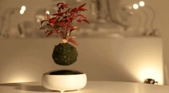 Ngắm nhìn dàn bonsai mini  "bay lơ lửng " giữa không trung đẹp mê mẩn